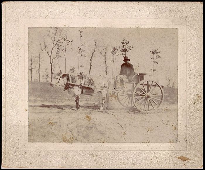 photo 10-FarmerandBull-Circa1910s_zpsc1ede1cc.jpg