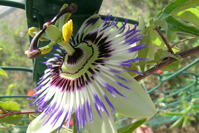 Passiflora3.jpg