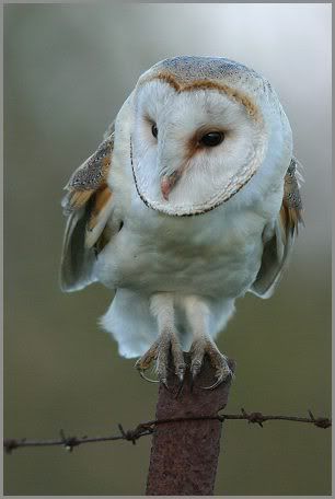 BarnOwl.jpg Barn Owl picture by papoite