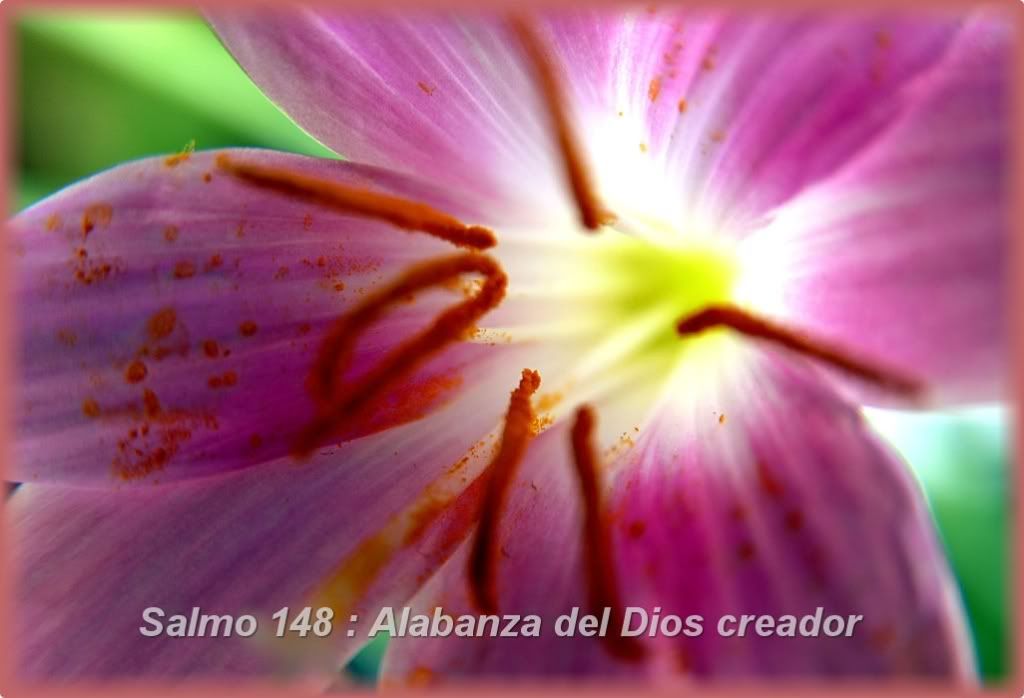 Salmo 148 Alabanza del Dios creador HABLAME SEÑOR, QUE TE ESCUCHO
