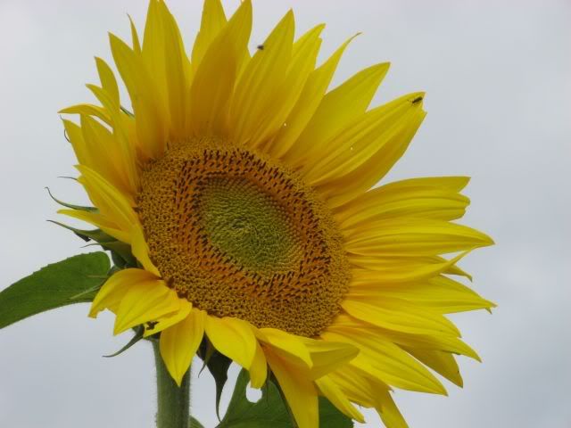 Picture:Click to zoom Picture:Click to zoom