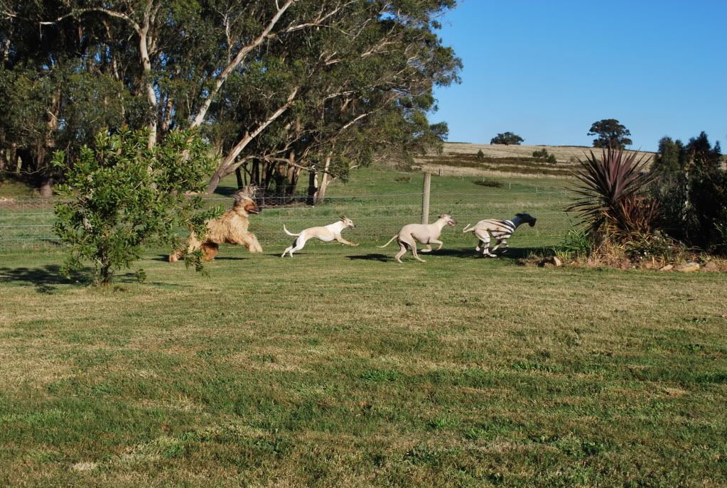 Oct2011Whippets077.jpg