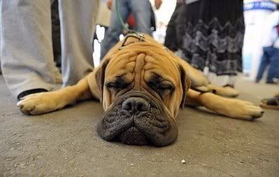 The Far Side dog tired photo: Tired Dog Dog.jpg