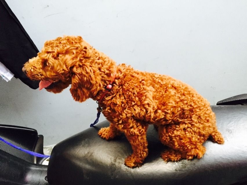 Cần bán 1 bé trai Poodle màu nâu đỏ đã trưởng thành (11 tháng 24 ngày) - có hình - 2