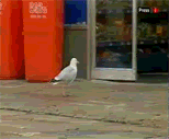 Bird walks into a store