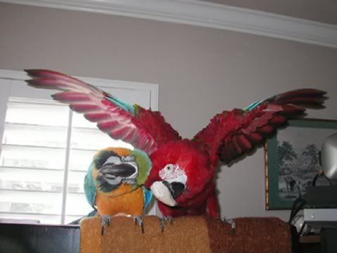 Two Macaws Pictures, Images and Photos