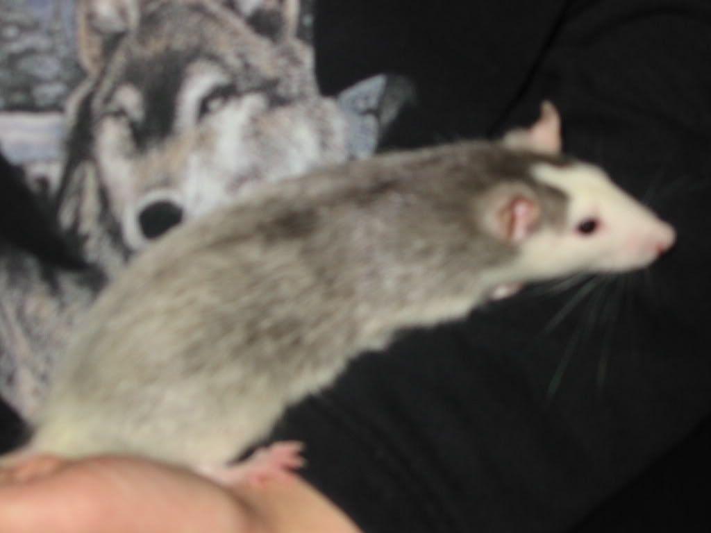 Rat Husky