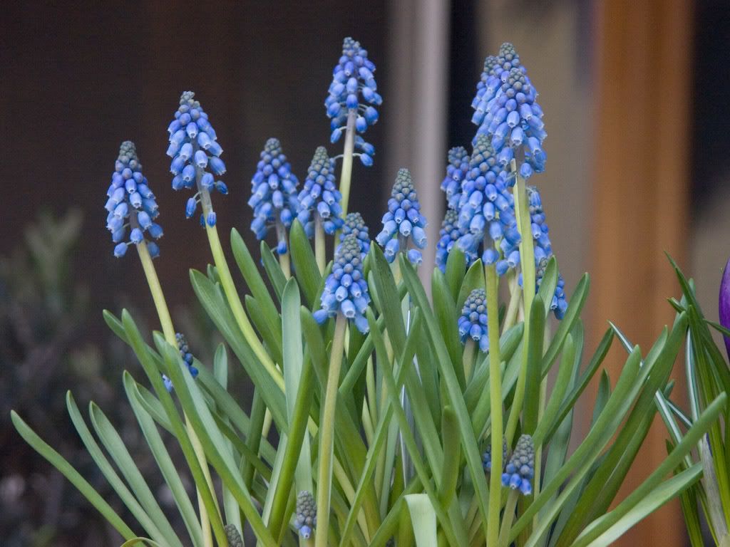 muscari.jpg