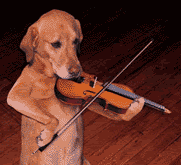  photo dog-humor-dog-playing-violin_zps7bd36da6.gif