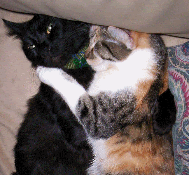 doodooDOO.gif really cute hugs hugging kittys kitties kitty cats hug baby kitten calico tabby cat kittens black blackie barbie love loving darling image by cutestkittypics