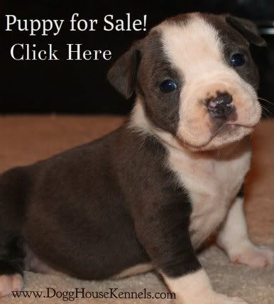 edge of gottiline kennels