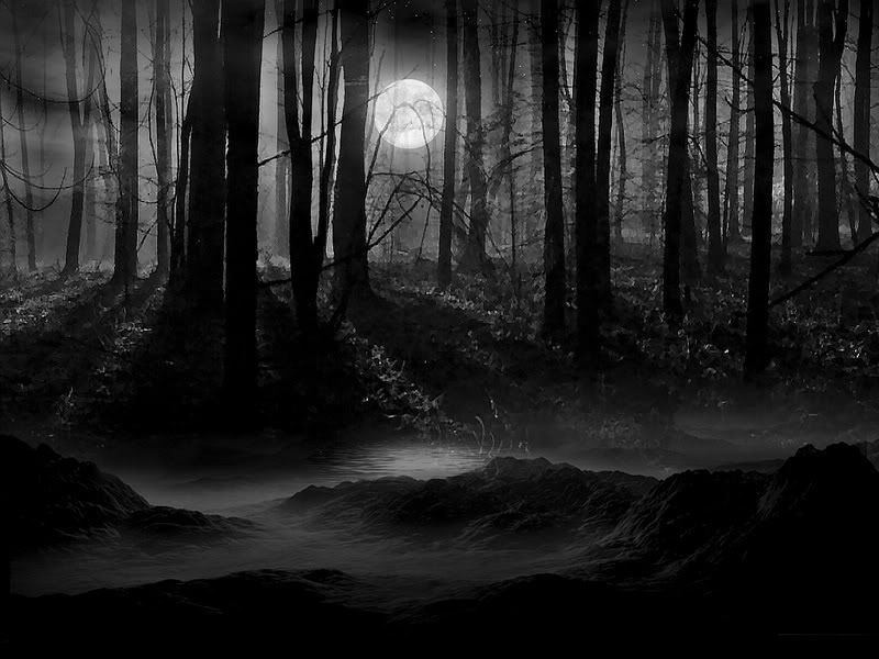 darkforest2.jpg