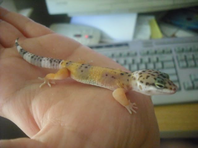 gecko003.jpg
