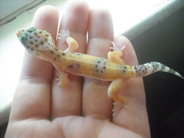 gecko010.jpg