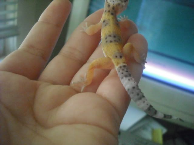 gecko015.jpg