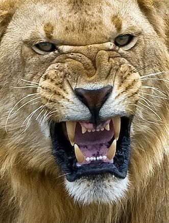 rabid lion