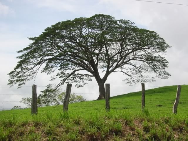 costa rica tree