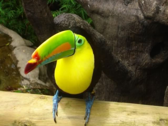 tucan