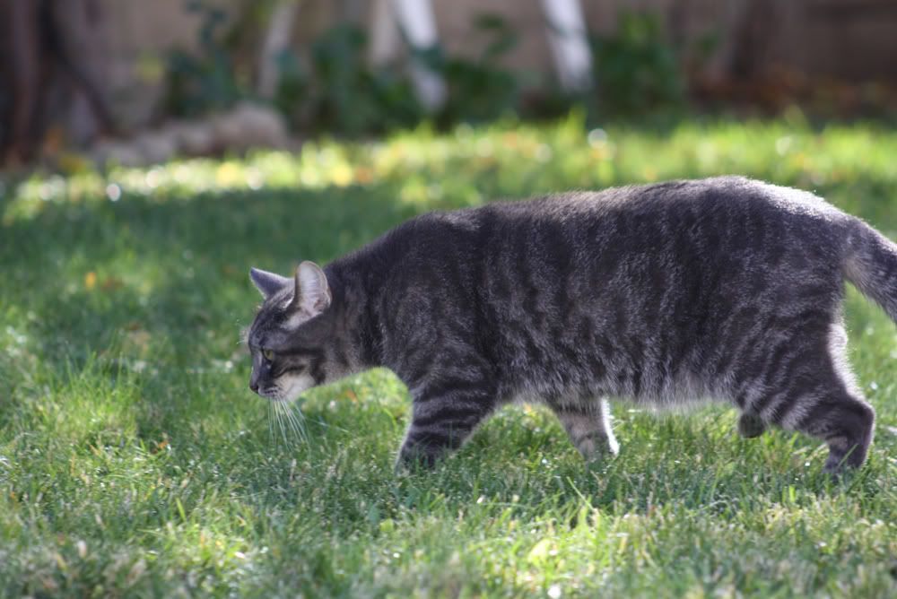 IMAGE: http://i242.photobucket.com/albums/ff209/dyeballin11/Rebel%20XS/IMG_0203.jpg