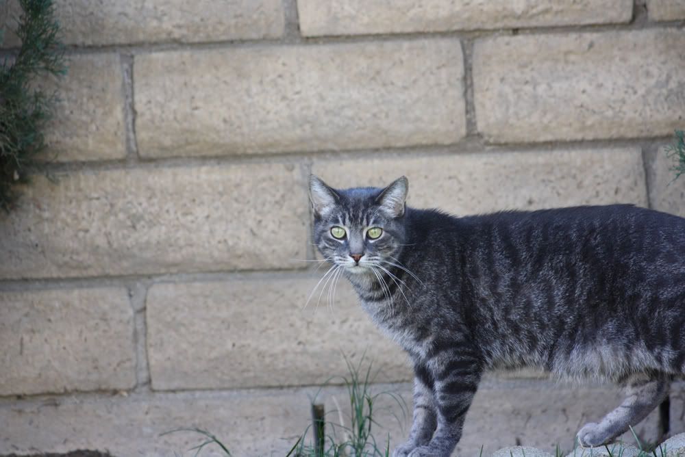 IMAGE: http://i242.photobucket.com/albums/ff209/dyeballin11/Rebel%20XS/IMG_0205.jpg