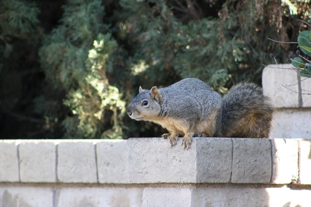 IMAGE: http://i242.photobucket.com/albums/ff209/dyeballin11/Rebel%20XS/IMG_0211.jpg