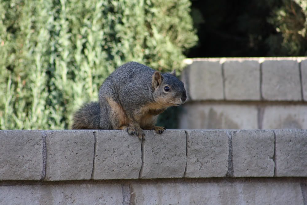 IMAGE: http://i242.photobucket.com/albums/ff209/dyeballin11/Rebel%20XS/IMG_0212.jpg