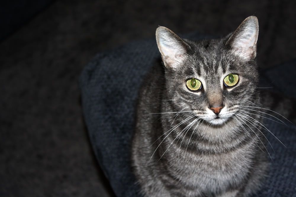 IMAGE: http://i242.photobucket.com/albums/ff209/dyeballin11/Rebel%20XS/smokey.jpg