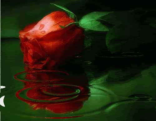 rose in the rain photo: rose laying in the rain 009e052eqvy.gif