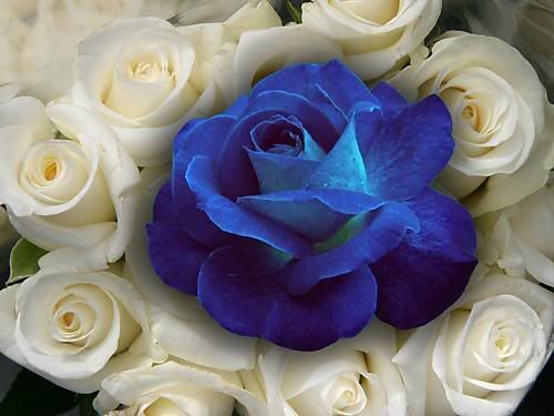 blue flower photo: blue and white flower etuzk8.jpg