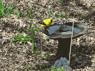 goldfinch spring birdbath animated GIF