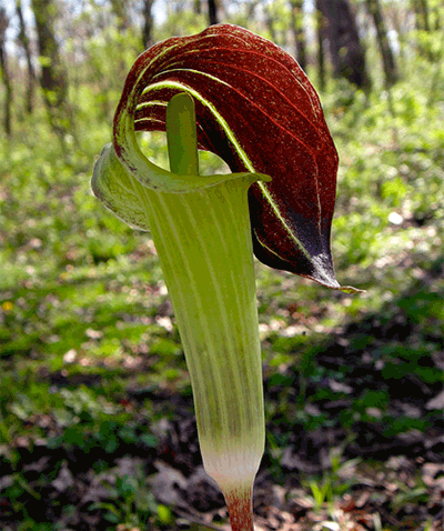 Jack in the Pulpit, animated GIF