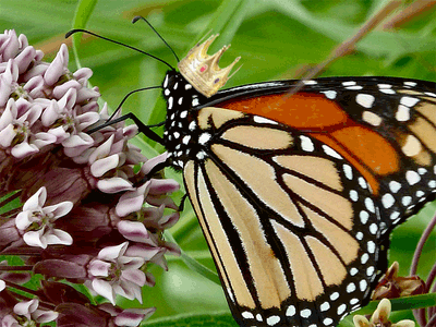 monarch butterfly animated GIF