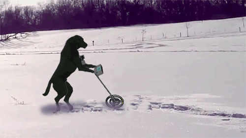 newest-black-dog-with-metal-detector.gif
