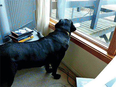 When the god-dog Zeus fetches... it's cosmic.