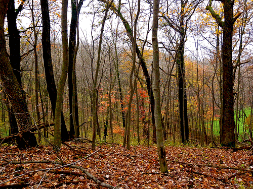 The giraffe in the woods.