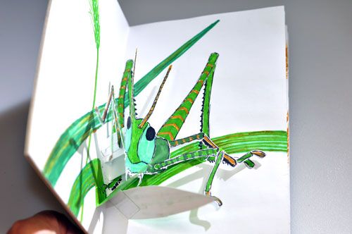 grasshopper pop-up photo