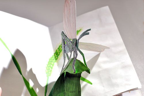 grasshopper pop-up photo