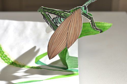 grasshopper pop-up photo