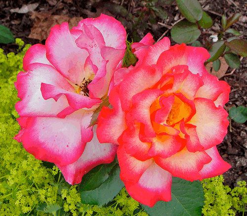 roses color swap