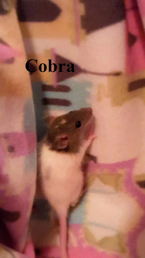 Cobra photo 20160706_190721_zpsy2xnixxl.jpg