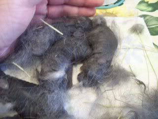 Hi everyone new here from Texas - Rabbits