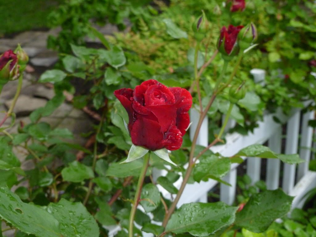 red rose Pictures, Images and Photos