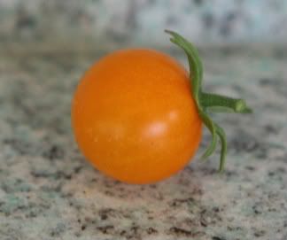Sun Gold Tomato