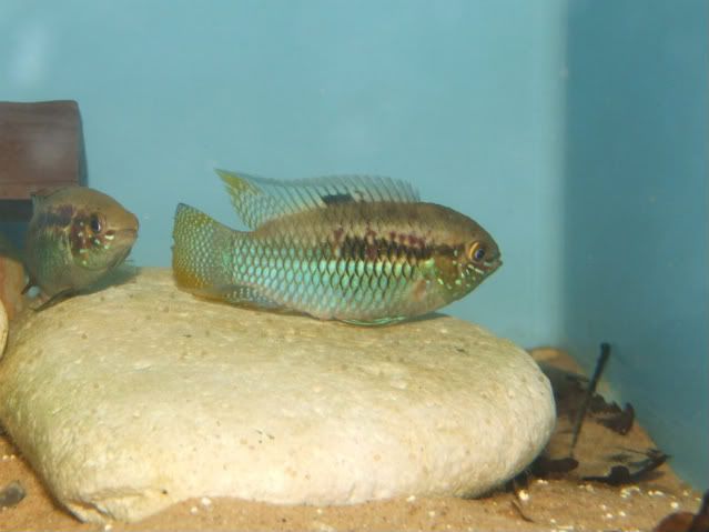 Fish-curvicepsspawn04.jpg
