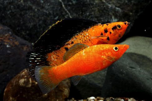 red sailfin molly