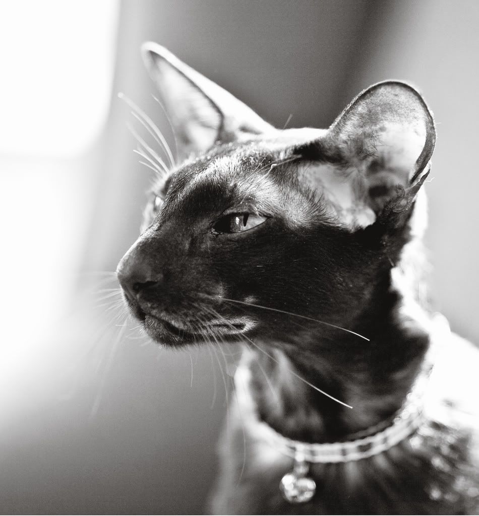 IMAGE: http://i242.photobucket.com/albums/ff260/WhiteLadyBug/IMG_1705Boogie_1.jpg