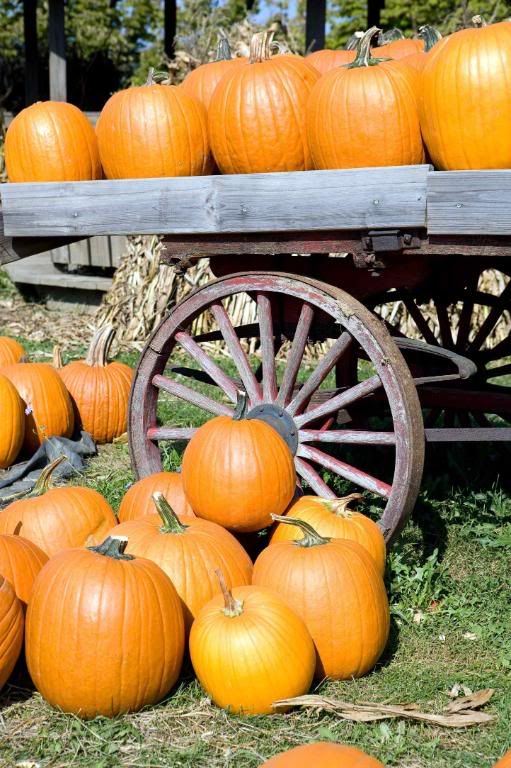 IMAGE: http://i242.photobucket.com/albums/ff260/WhiteLadyBug/IMG_4443Fall.jpg