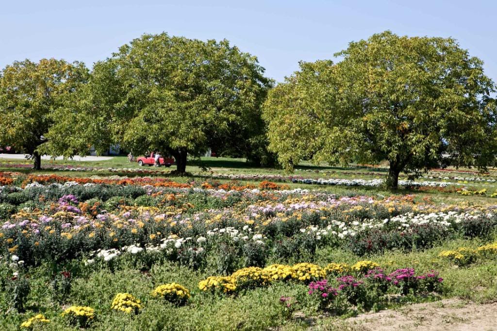 IMAGE: http://i242.photobucket.com/albums/ff260/WhiteLadyBug/IMG_4444Fall.jpg