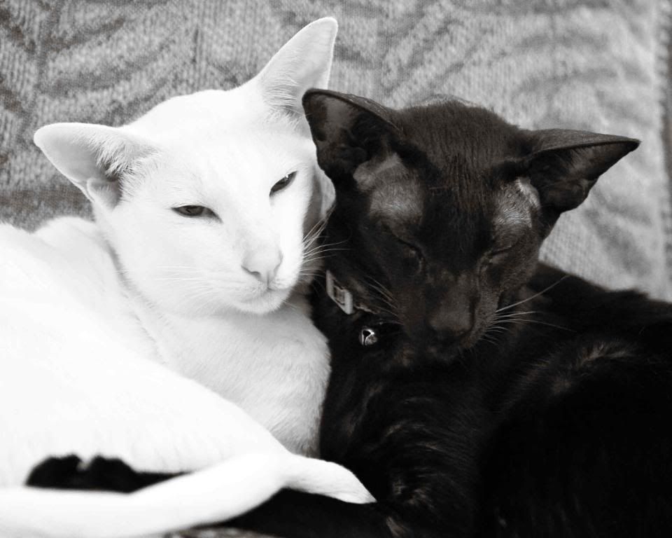 IMAGE: http://i242.photobucket.com/albums/ff260/WhiteLadyBug/IMG_4499Boog_Bug_3.jpg