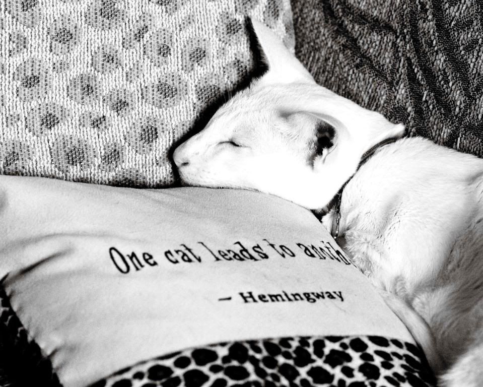 IMAGE: http://i242.photobucket.com/albums/ff260/WhiteLadyBug/IMG_8866Boog_Bug_2.jpg